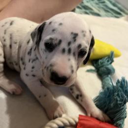 Dalmatian Puppies from Hallmark Dalmatians;