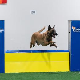 Belgian Malinois Puppies from Morning Star Malinois