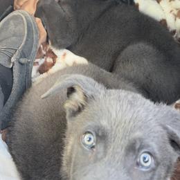 German Shepherd Puppies from Legacy K9’s