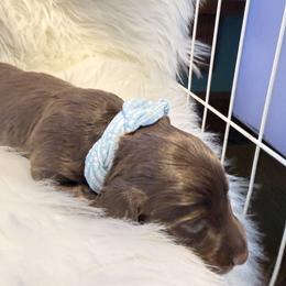 Fenrys - Chocolate and tan male Dachshund puppy in Uriah, Alabama from Vera Ruth Farms