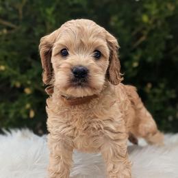 Hudson - Buff male Cockapoo puppy in Salt Lake City, Utah from Utah Cocker Spaniels
