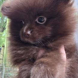 Cherokee pup 2 Bear Paws - Chocolate female Pomeranian puppy in Carrollton, Georgia from B AND R'S POMERANIAN'S