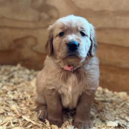 PINK COLLARED FEMALE - Golden Retriever puppy from Hogarth's Kennel Haven