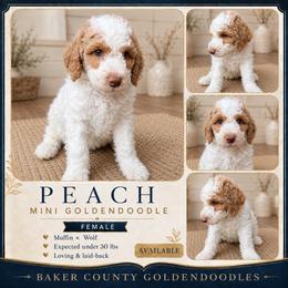 Peach - Parti female Goldendoodle puppy in Macclenny, Florida from Baker County Goldendoodles