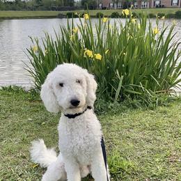 Griffin - Poodle