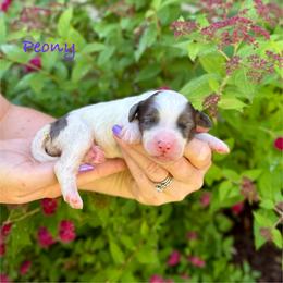 Peony - Blue merle female Bernedoodle puppy in Midland, Michigan from Northern Charm Farm