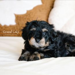 Marcie - Black and tan female Schnoodle puppy in Grove, Oklahoma from Grand Lake Poodles & Doodles