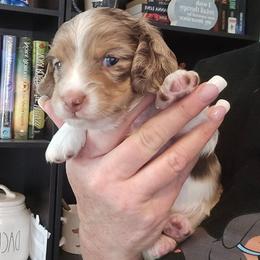 Chocolate dapple piebald - Chocolate male Dachshund puppy in Port Charlotte, Florida from Vicki's Dachshund Crossing
