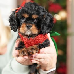 Millie - Black and tan female Cavalier King Charles Spaniel puppy in Greensboro, North Carolina from Hyde Park Cavaliers