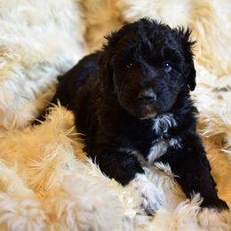 Bordoodle Puppies from Indiana Bordoodles