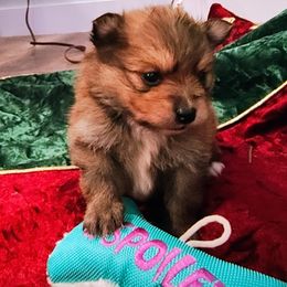 Pomeranian Puppies from Mayhew's Pomeranian Pups