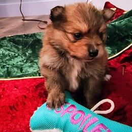 Pomeranian Puppies from Mayhew's Pomeranian Pups