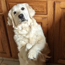Golden Retrievers from Snow Angel Retrievers