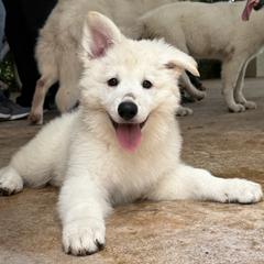 Berger Blanc Suisse and German Shepherd Puppies from Scenic Creek German Shepherds and White Swiss Shepherds