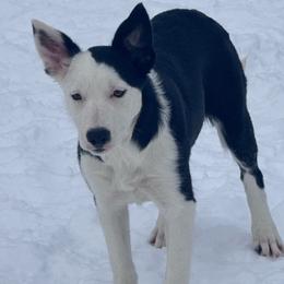 Silike - Black and white female Border Collie puppy in Canaan, New Hampshire from Henam Border Collies