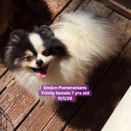 Trinity will be spayed - Black and tan parti female Pomeranian puppy in Kentucky from Em&M Pomeranians