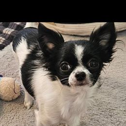 Luna - Chihuahua