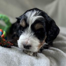 Master Gregory - Tri-color male Bernedoodle puppy in Forsyth, Illinois from Birdies Mini Bernedoodles