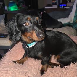 Daphne - Dachshund