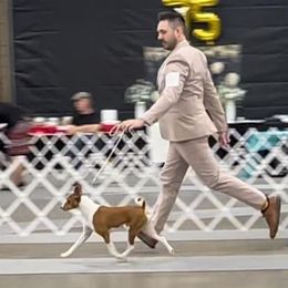 Basenji All Grown Up from Malachite Basenjis