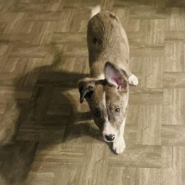 Boy 1 - Slate merle Border Collie puppy in Arcanum, Ohio from Machine Made Stock Dogs