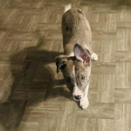 Boy 1 - Slate merle Border Collie puppy in Arcanum, Ohio from Machine Made Stock Dogs