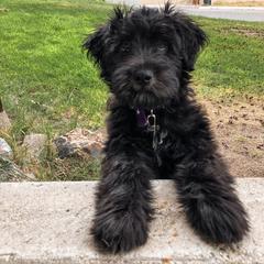 Bergamasco Sheepdog Puppies from Spellbound Bergamascos