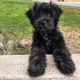 Bergamasco Sheepdog Puppies from Spellbound Bergamascos