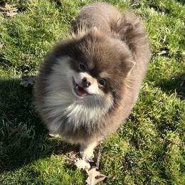 Ember - Pomeranian