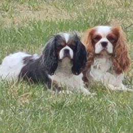 Cavalier King Charles Spaniel All Grown Up from Pepperhill Puppies