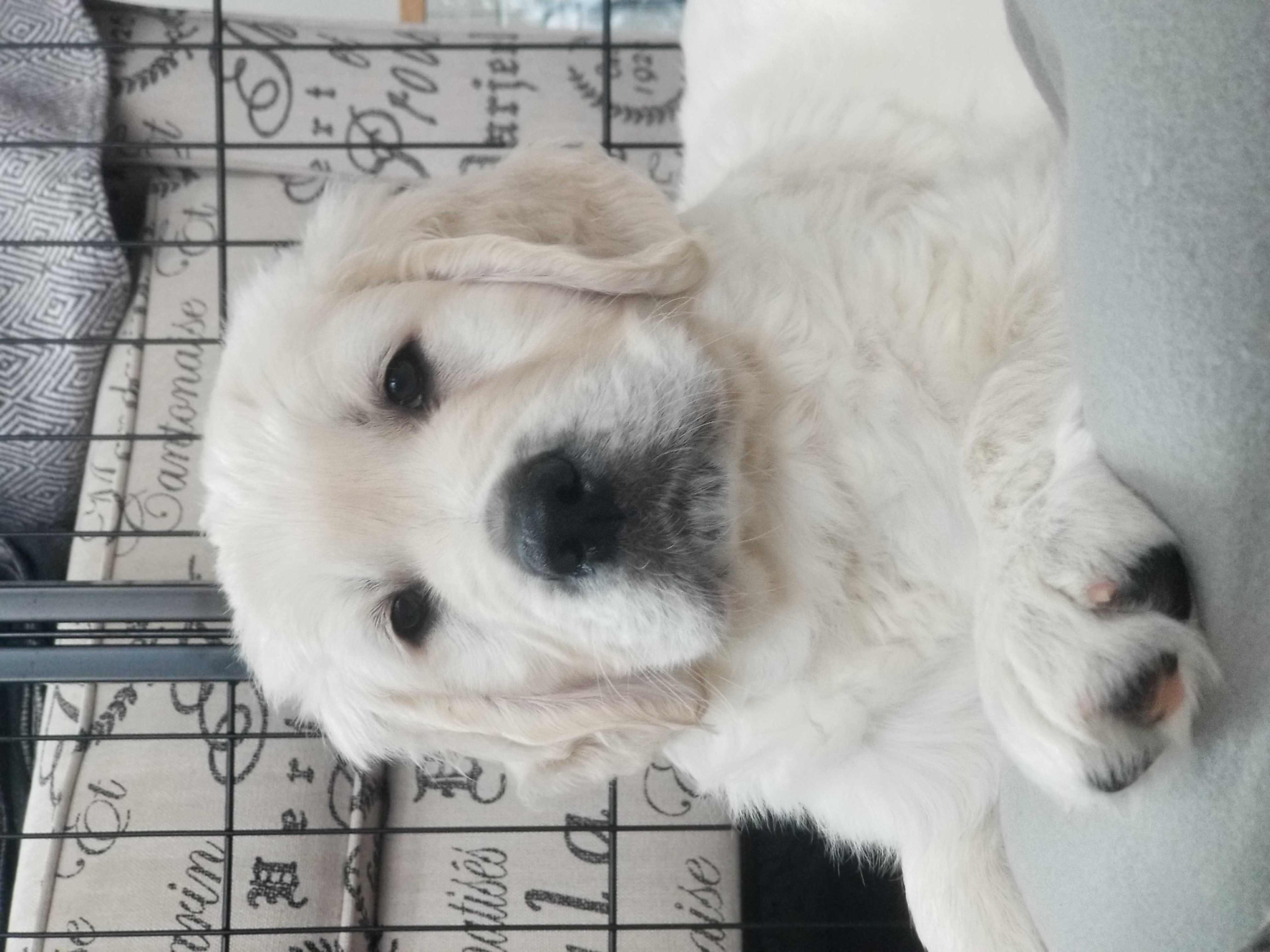 Golden Retriever Puppies from BearMoose Goldens