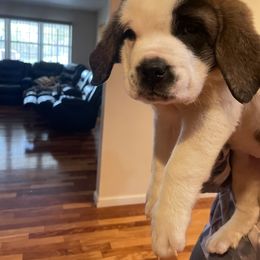 Girl 4 - Saint Bernard puppy in Clearfield County, Pennsylvania from Keystone Saints
