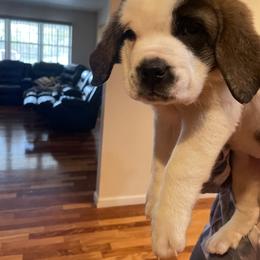 Girl 4 - Saint Bernard puppy in Clearfield County, Pennsylvania from Keystone Saints