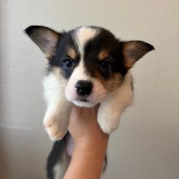 5 - Black and white female American Corgi puppy in Boyd, Texas from Barker's Corgis