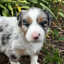 Pickle - Blue merle female Australian Shepherd puppy in La Porte City, Iowa from KDL Homestead