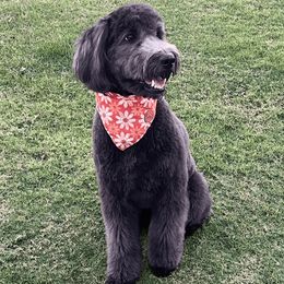 Lilly - Goldendoodle