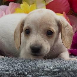 Nelly - Piebald male Dachshund puppy in Desloge, Missouri from Snows Doxies