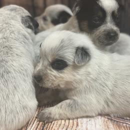 Australian Cattle Dog Puppies from Diamond Falls Cattle Dogs