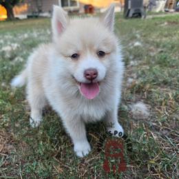 Ryu - Red and white male Pomsky puppy in Blaine, Minnesota from Yuna's Pomsky