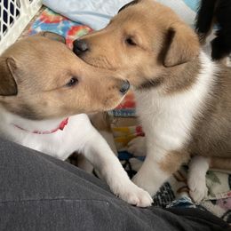Collie Puppies from Vintage Collies