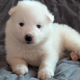 AKC Boy 'Coconut' - White male Samoyed puppy in Tombstone, Arizona from High Lonesome