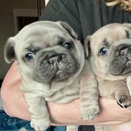 French Bulldog Puppies from Upcountry Frenchies