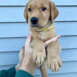 Sunny - Yellow male Labrador Retriever puppy in Newaygo, Michigan from Royal Oak Gundogs