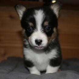 Tarter Sauce - Black and tan female Pembroke Welsh Corgi puppy in Washington from Castle View Royal Rumps
