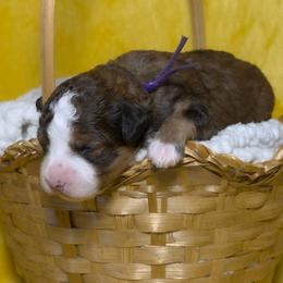 Opal - Tri-color female Bernedoodle puppy in Bradenton, Florida from Peanut Butter Doodles