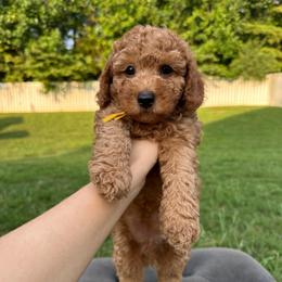Peanut - Red  male Poodle puppy in Charlotte, North Carolina from Bruno & Co. Puppies