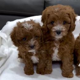 Goldendoodle Puppies from Designer doodles