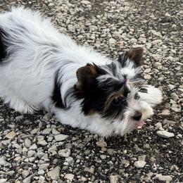 Biewer Terrier Puppies from Half Pint Biewer Terriers