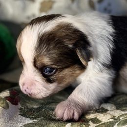 Stuart - Blue merle male Toy Australian Shepherd puppy in La Grande, Oregon from Larsen's Toy Aussies
