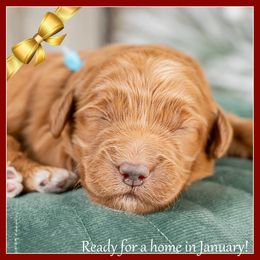 Freeze - Red  male Goldendoodle puppy in Connersville, Indiana from Deaz Doodle Ranch